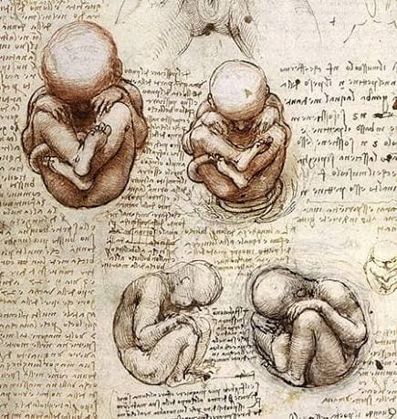 Embryologie — 1re année