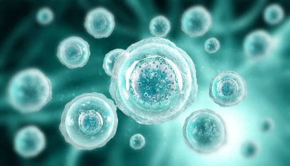 Biologie cellulaire — 1re année