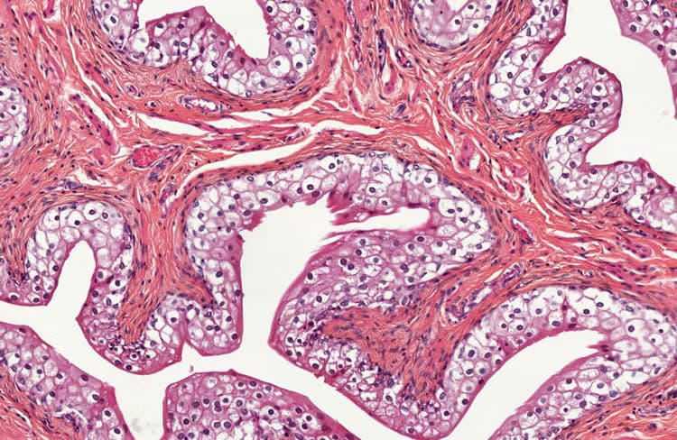 Histologie 1 — 1re année